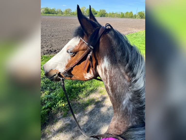 Quarter Pony Mare 11 years 15.1 hh Overo-all-colors in Klein Nordende