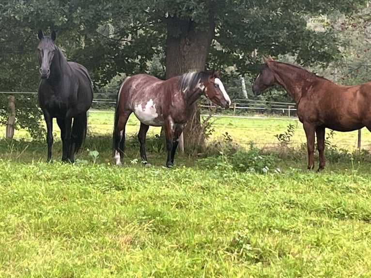 Quarter Pony Mare 11 years 15.1 hh Overo-all-colors in Klein Nordende