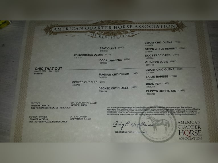 Quarter Pony Mare 11 years 15 hh Brown in Ruinerwold