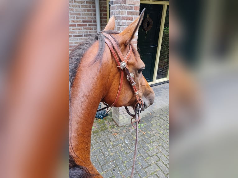 Quarter Pony Mare 11 years 15 hh Brown in Ruinerwold
