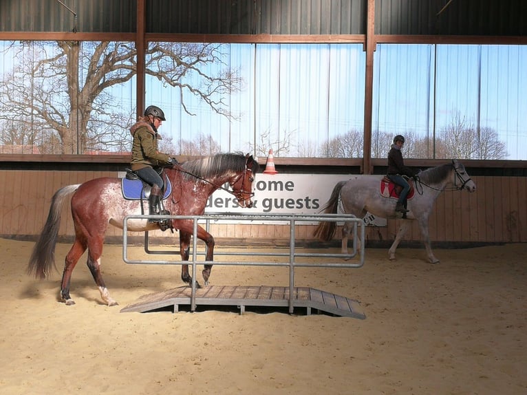 Quarter Pony Mare 11 years 15,1 hh Overo-all-colors in Klein Nordende