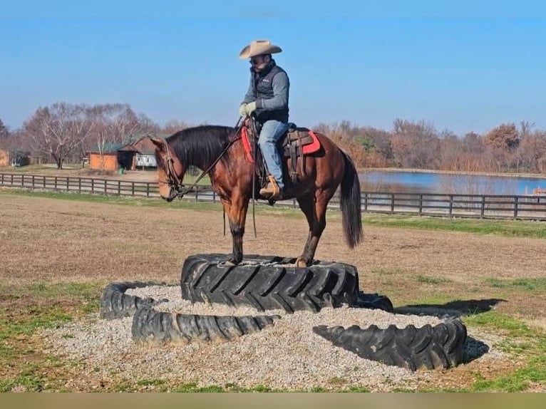Quarter Pony Mare 12 years 13,3 hh Bay in Robards