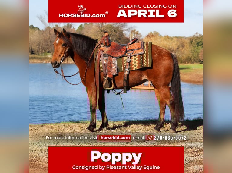 Quarter Pony Mare 12 years 13,3 hh Bay in Robards