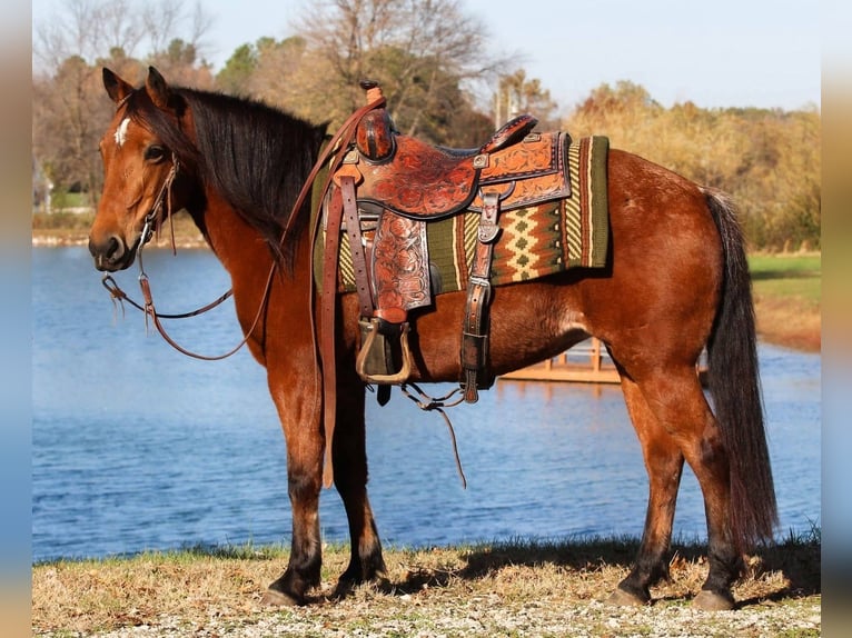 Quarter Pony Mare 12 years 13,3 hh Bay in Robards