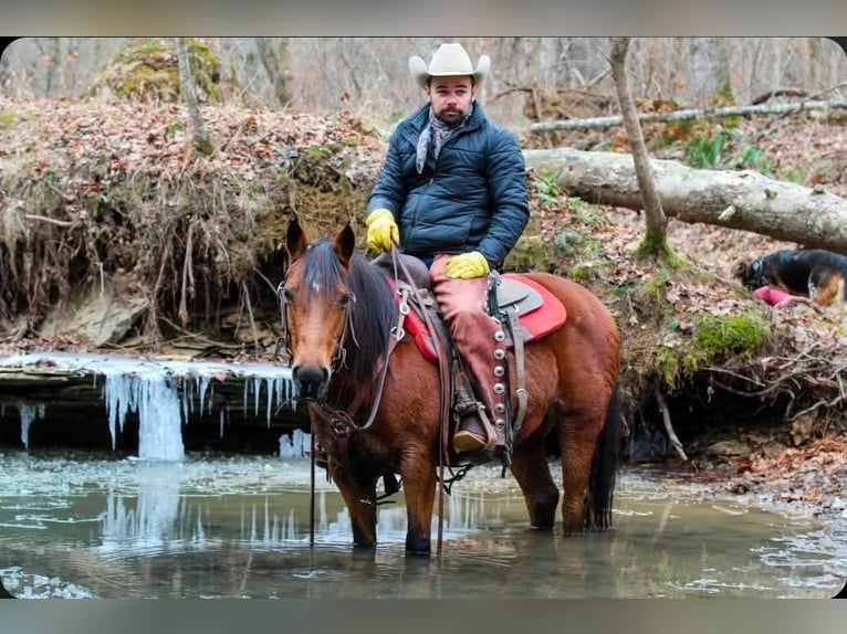 Quarter Pony Mare 12 years 13,3 hh Bay in Robards