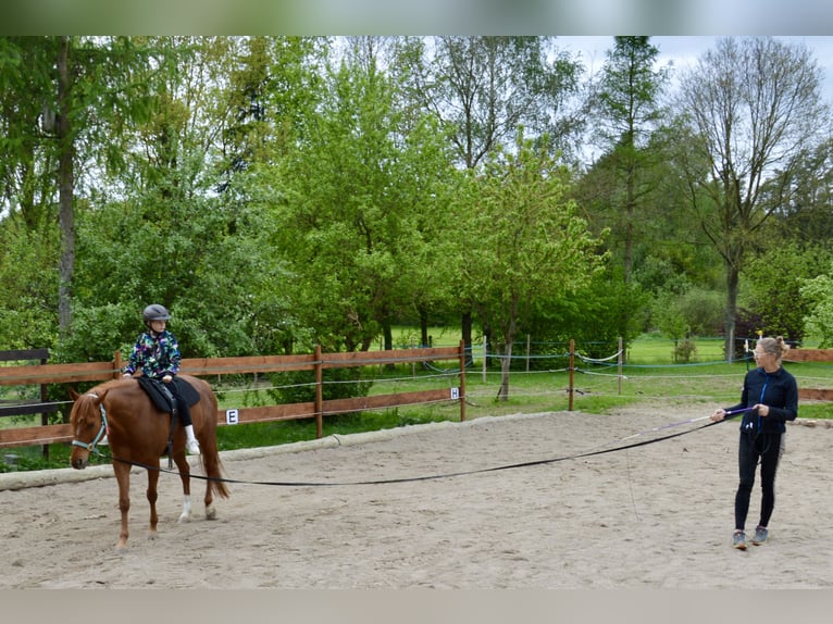 Quarter Pony Mix Mare 12 years 14,2 hh Chestnut-Red in Eschlkam