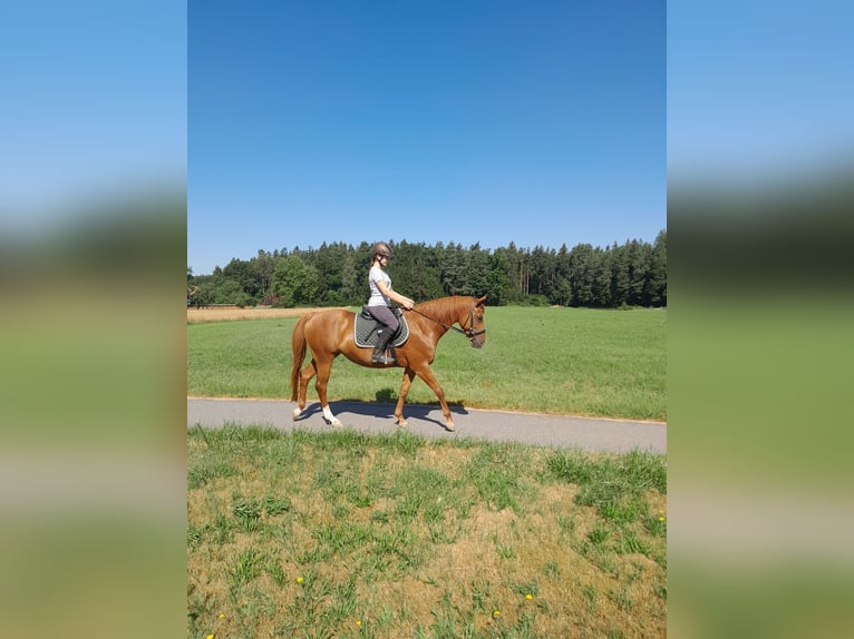 Quarter Pony Mix Mare 12 years 14,2 hh Chestnut-Red in Eschlkam