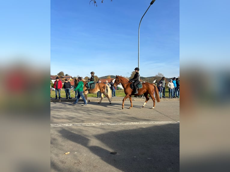 Quarter Pony Mix Mare 12 years 14,2 hh Chestnut-Red in Eschlkam