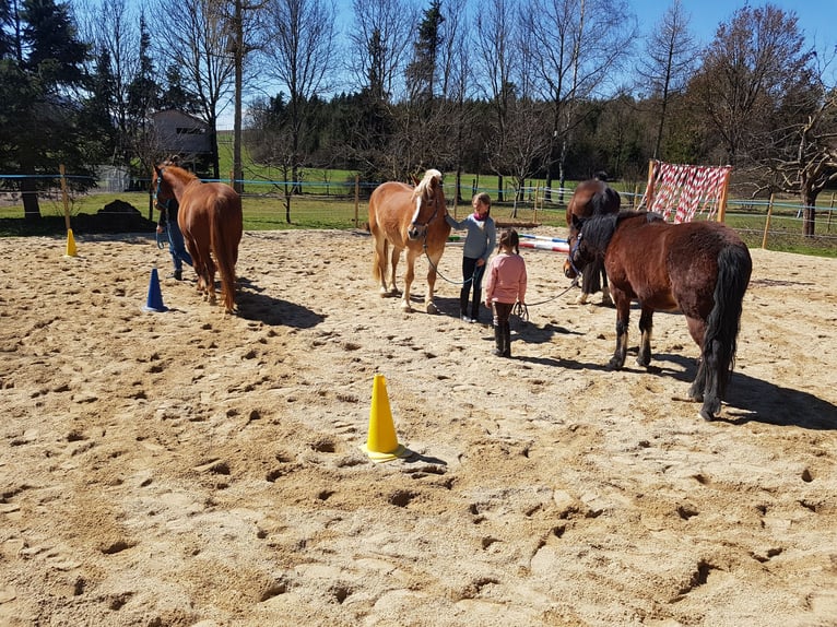 Quarter Pony Mix Mare 12 years 14,2 hh Chestnut-Red in Eschlkam