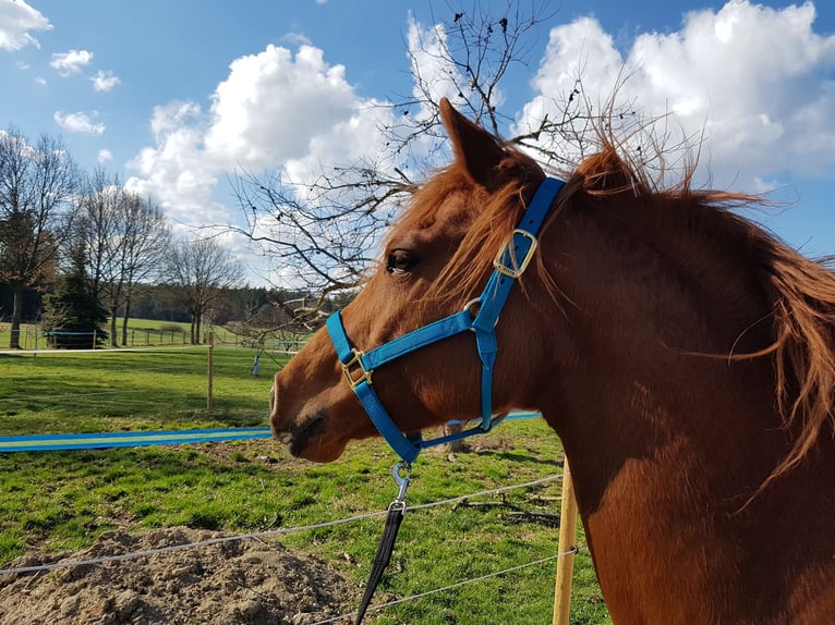 Quarter Pony Mix Mare 12 years 14,2 hh Chestnut-Red in Eschlkam