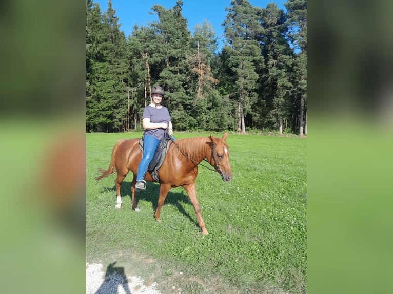 Quarter Pony Mix Mare 12 years 14,2 hh Chestnut-Red in Eschlkam