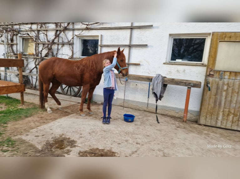 Quarter Pony Mix Mare 12 years 14,2 hh Chestnut-Red in Eschlkam