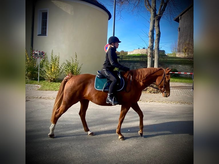 Quarter Pony Mix Mare 12 years 14,2 hh Chestnut-Red in Eschlkam