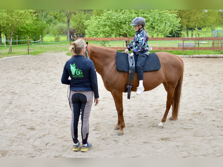 Quarter Pony Mix Mare 12 years 14,2 hh Chestnut-Red in Eschlkam