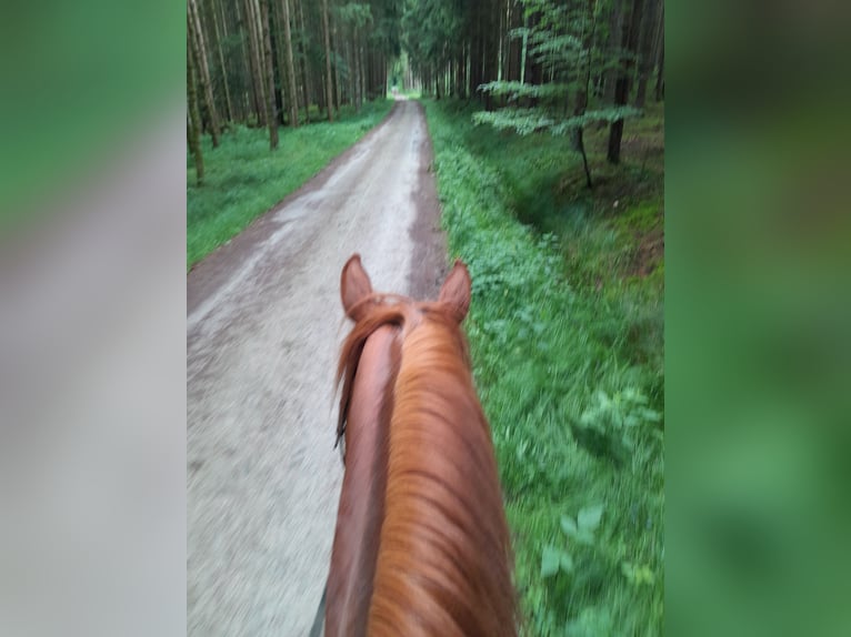 Quarter Pony Mix Mare 12 years 14,2 hh Chestnut-Red in Eschlkam