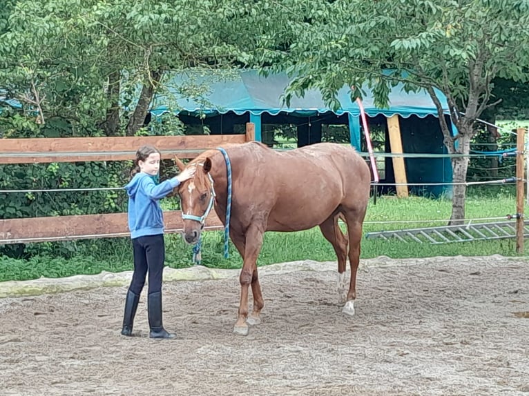 Quarter Pony Mix Mare 12 years 14,2 hh Chestnut-Red in Eschlkam