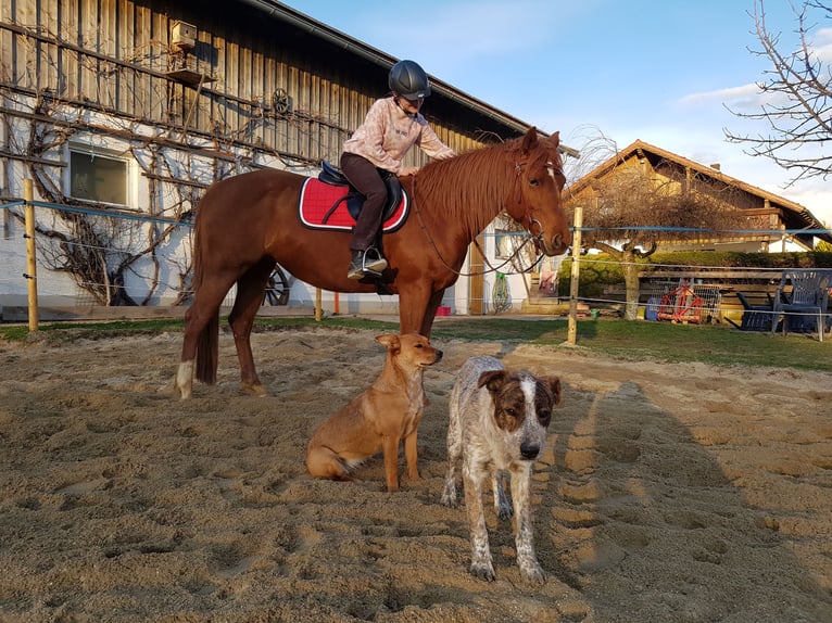 Quarter Pony Mix Mare 12 years 14,2 hh Chestnut-Red in Eschlkam