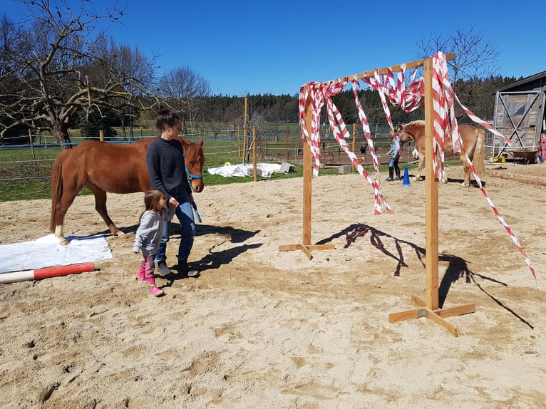 Quarter Pony Mix Mare 12 years 14,2 hh Chestnut-Red in Eschlkam