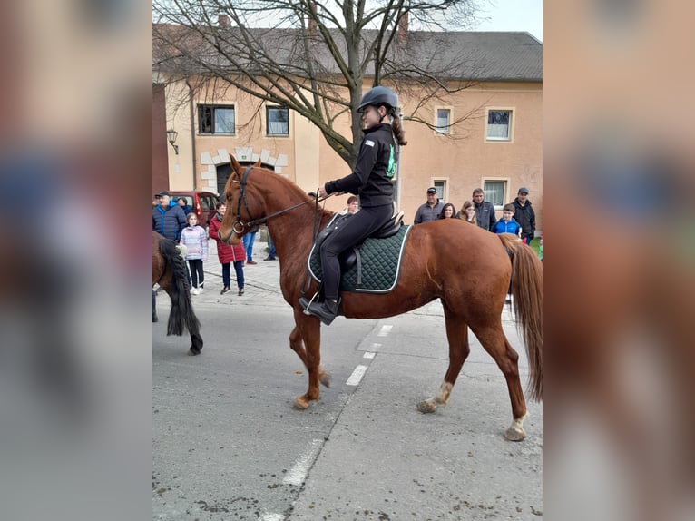 Quarter Pony Mix Mare 12 years 14,2 hh Chestnut-Red in Eschlkam