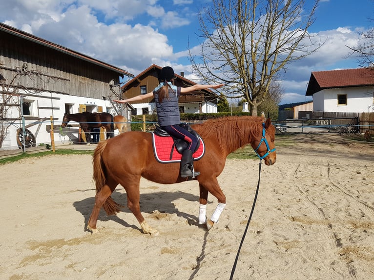 Quarter Pony Mix Mare 12 years 14,2 hh Chestnut-Red in Eschlkam