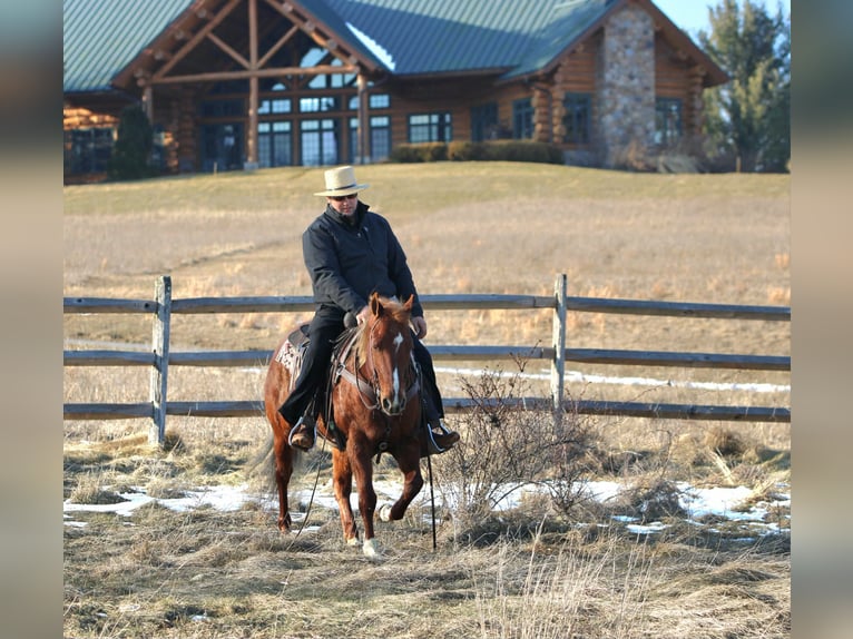 Quarter Pony Mare 12 years 14 hh Sorrel in Rebersburg