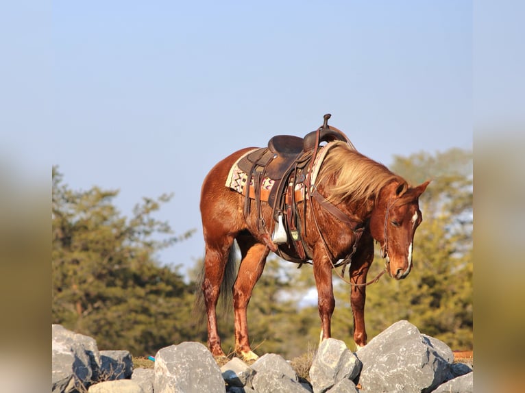 Quarter Pony Mare 12 years 14 hh Sorrel in Rebersburg