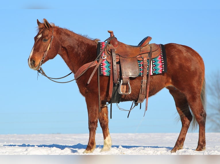 Quarter Pony Mare 12 years 14 hh Sorrel in Rebersburg