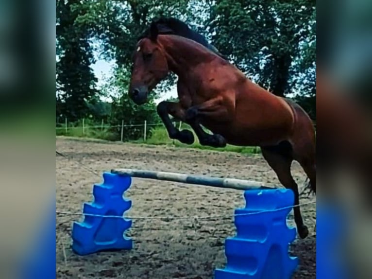 Quarter Pony Mix Mare 12 years 14,3 hh Brown in Weener