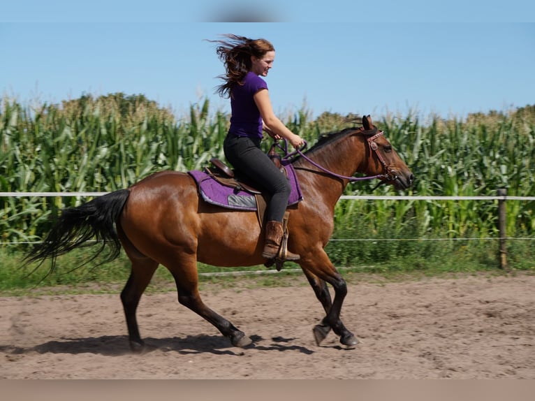 Quarter Pony Mix Mare 12 years 14,3 hh Brown in Weener