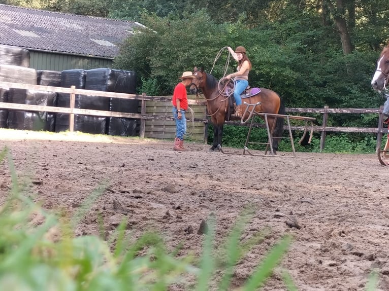 Quarter Pony Mix Mare 12 years 14,3 hh Brown in Weener