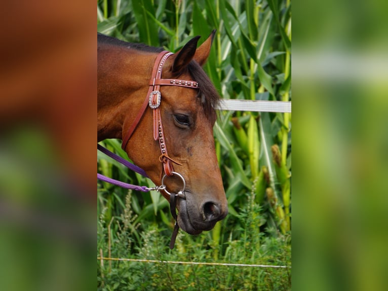 Quarter Pony Mix Mare 12 years 14,3 hh Brown in Weener