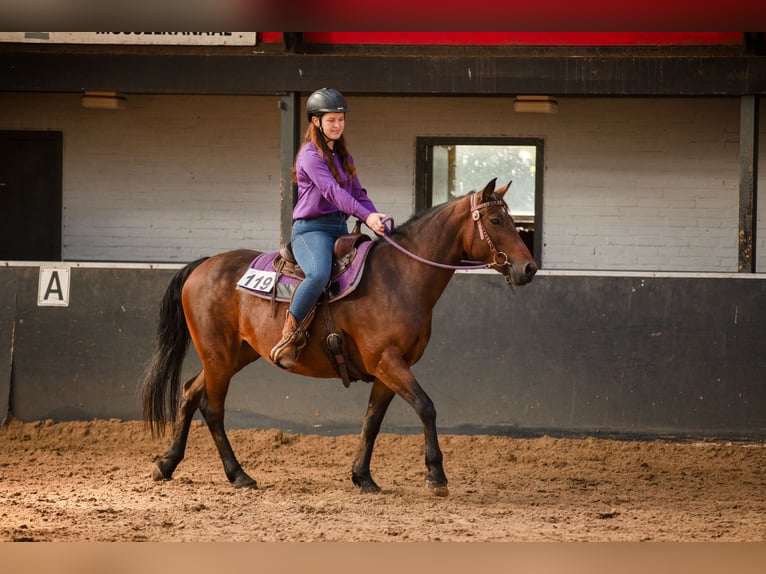 Quarter Pony Mix Mare 12 years 14,3 hh Brown in Weener