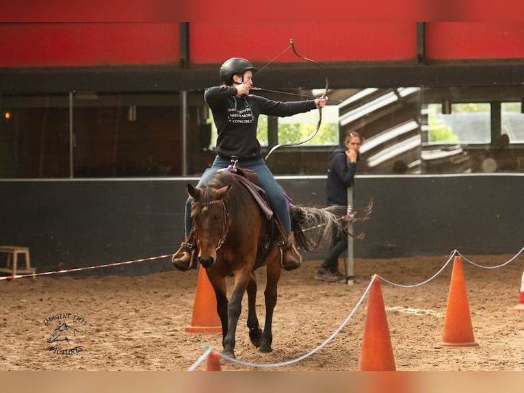 Quarter Pony Mix Mare 12 years 14,3 hh Brown in Weener