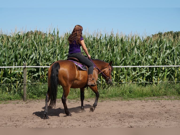 Quarter Pony Mix Mare 12 years 14,3 hh Brown in Weener