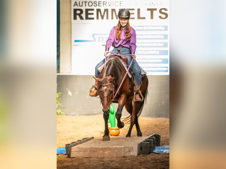 Quarter Pony Mix Mare 12 years 14,3 hh Brown in Weener