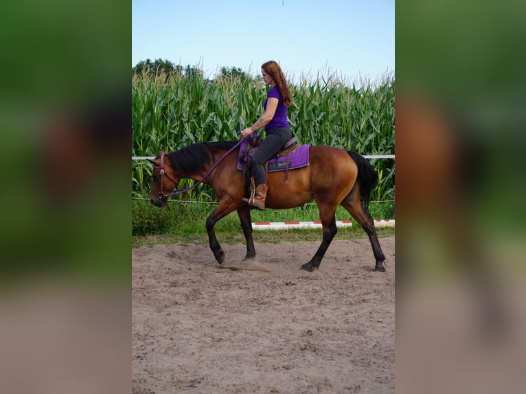 Quarter Pony Mix Mare 12 years 14,3 hh Brown in Weener