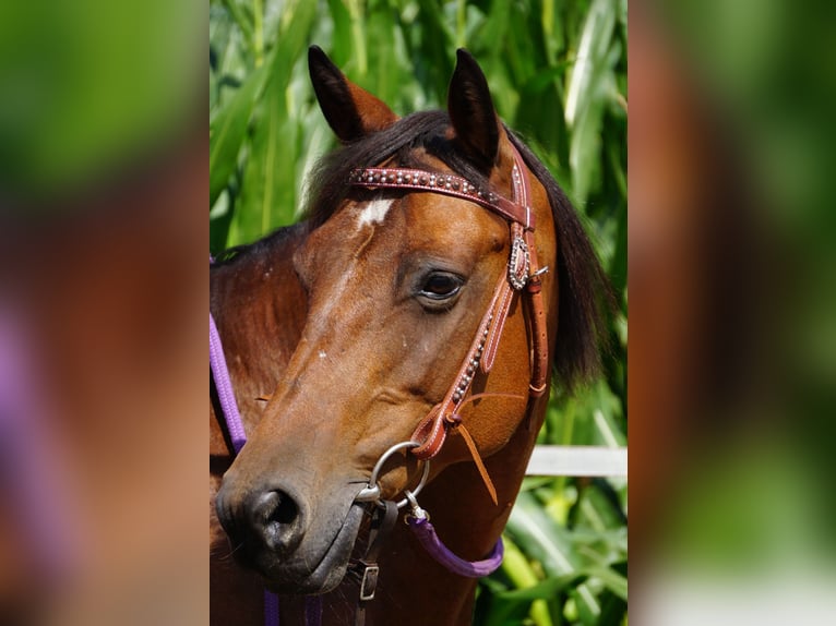Quarter Pony Mix Mare 12 years 14,3 hh Brown in Weener