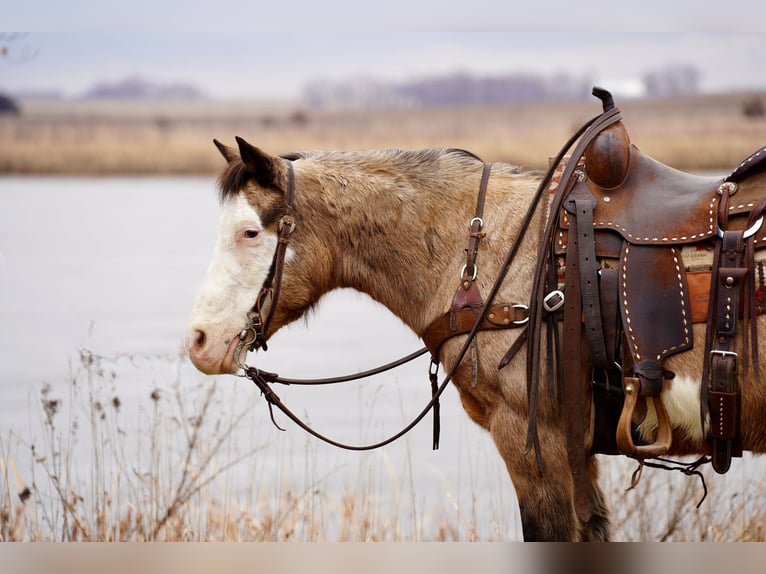Quarter Pony Mare 13 years 13,2 hh Buckskin in Valley Springs, SD