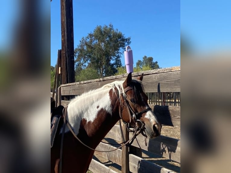 Quarter Pony Mare 13 years 13 hh Tobiano-all-colors in Tres Pinos