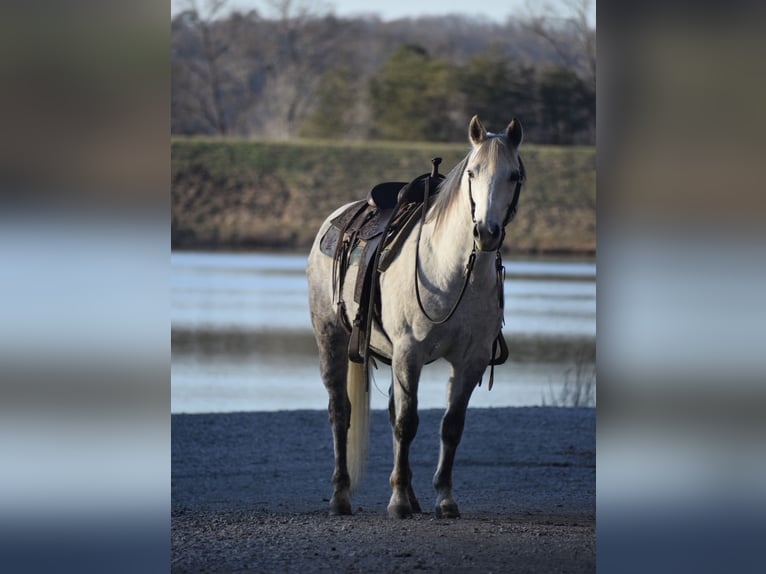 Quarter Pony Mare 13 years 14,2 hh Gray-Dapple in Flemingsburg, KY