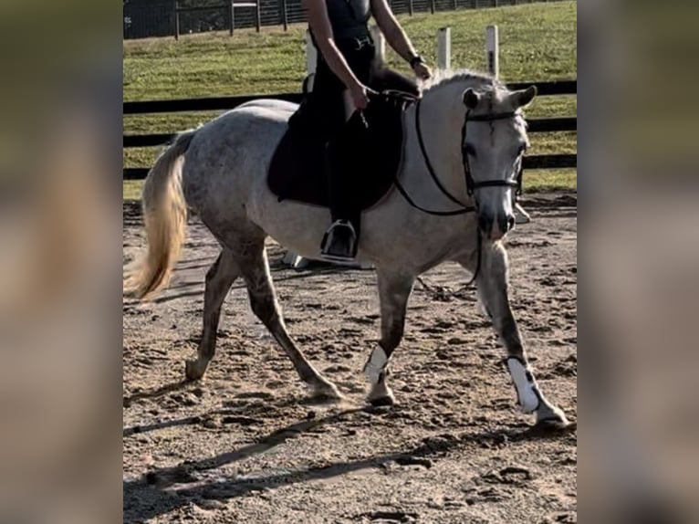 Quarter Pony Mare 13 years 14,2 hh Gray-Dapple in Flemingsburg, KY
