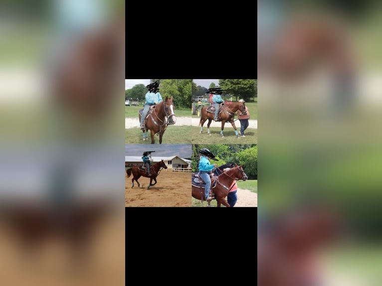 Quarter Pony Mix Mare 13 years 14 hh Chestnut in Plymouth
