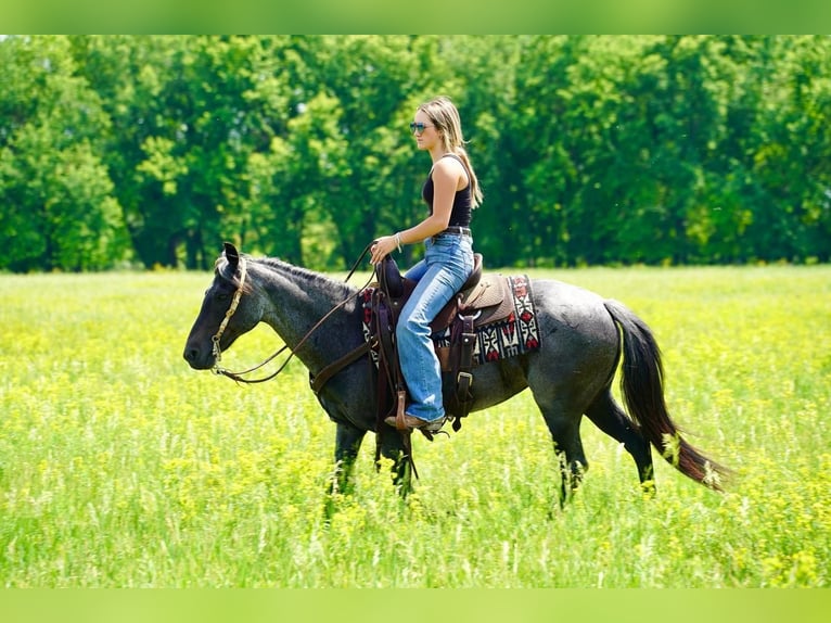 Quarter Pony Mare 13 years 14 hh Roan-Blue in Valley Springs, SD