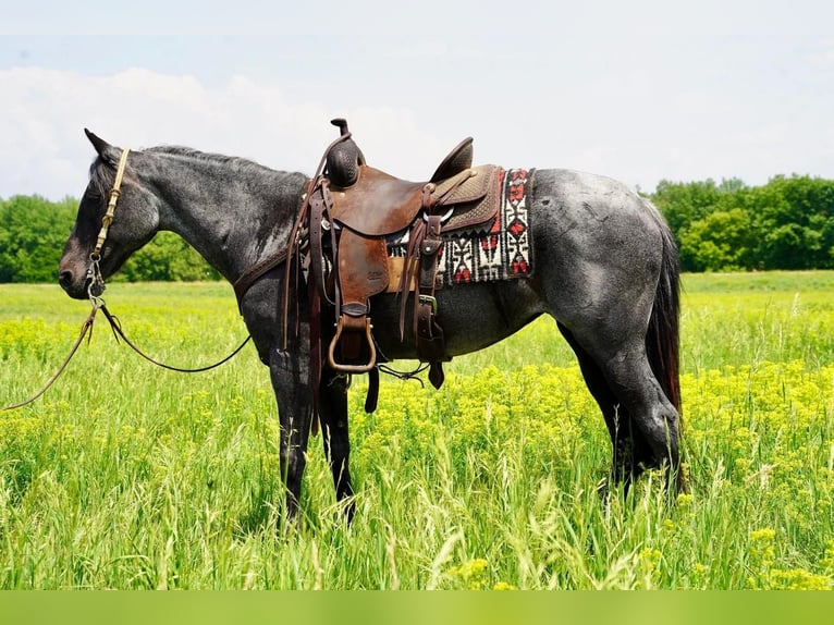 Quarter Pony Mare 13 years 14 hh Roan-Blue in Valley Springs, SD