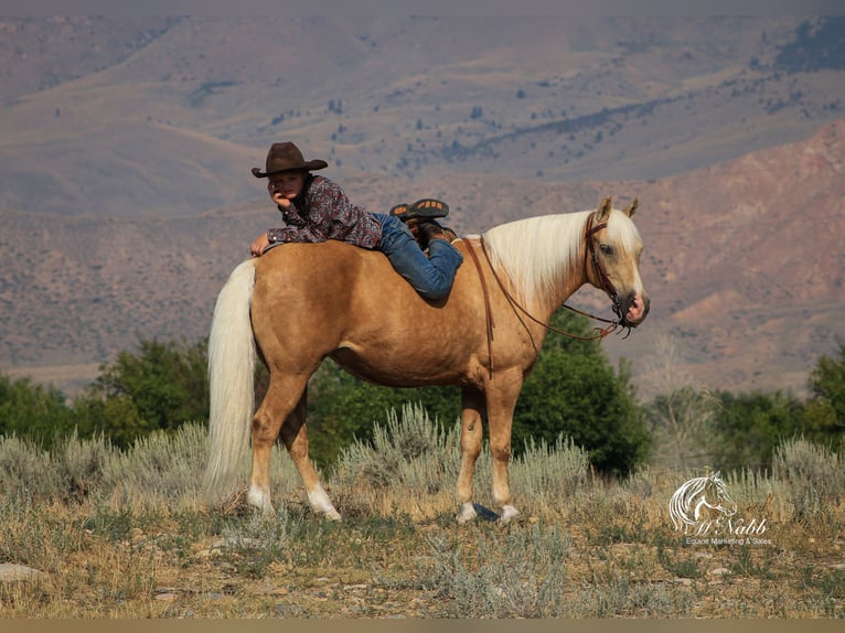 Quarter Pony Mare 14 years 12,2 hh Palomino in Cody