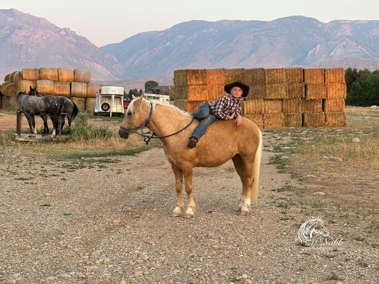 Quarter Pony Mare 14 years 12,2 hh Palomino in Cody