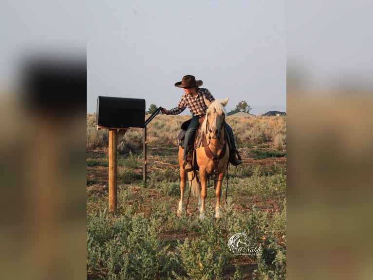 Quarter Pony Mare 14 years 12,2 hh Palomino in Cody