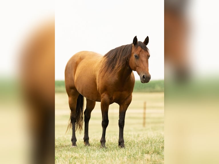 Quarter Pony Mare 14 years 13,2 hh Bay in Decorah, IA