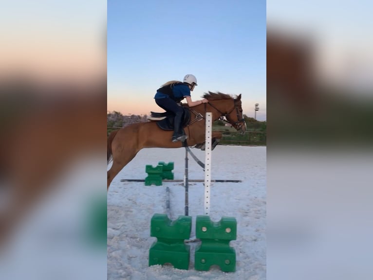 Quarter Pony Mare 14 years 14,1 hh Dun in Madrid