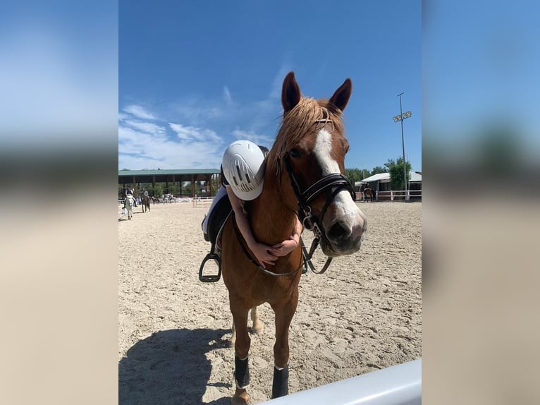 Quarter Pony Mare 14 years 14,1 hh Dun in Madrid